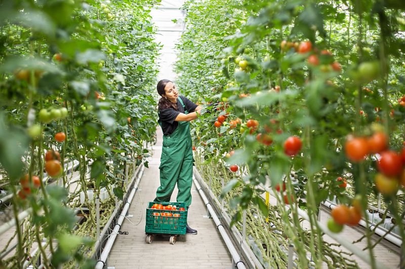 Gewächshaus: junge Frau in grüner Latzhose erntet Tomaten
